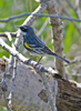 Yellow-rumped Warbler male